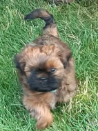 Krásná štěňátka Shih-tzu