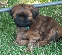 Krásná štěňátka Shih-tzu