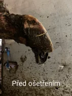 Paznehtařske služby