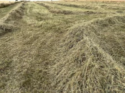 Kvalitní luční seno