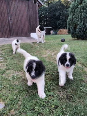 Landseer
