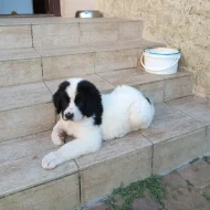 Landseer