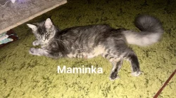 Mainská mývalí kotatka bez Pp