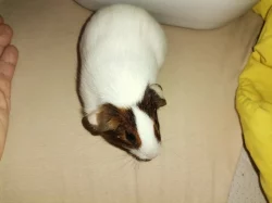 Hladká morcatka s teddy genem