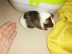 Hladká morcatka s teddy genem