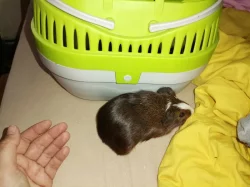 Hladká morcatka s teddy genem