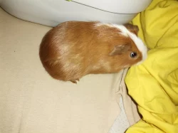 Hladká morcatka s teddy genem