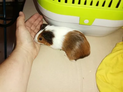 Hladká morcatka s teddy genem
