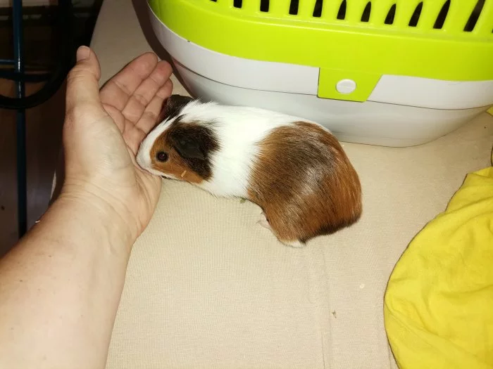 Hladká morcatka s teddy genem