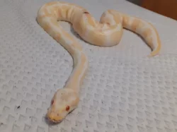 Python regius - krajta královská