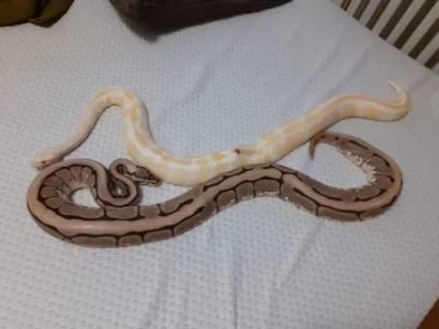 Python regius - krajta královská