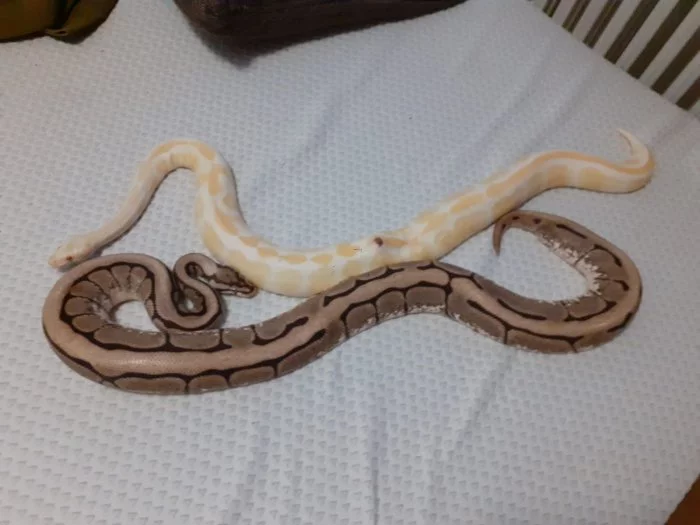 Python regius - krajta královská