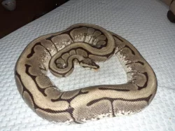 Python regius - krajta královská