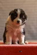 Border collie s PP