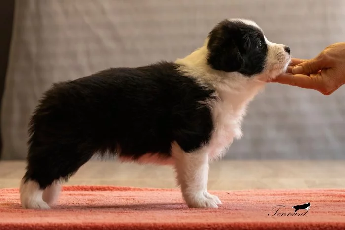 Border collie s PP