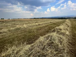 Kvalitní luční seno