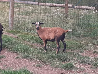 Kamerunská ovečka