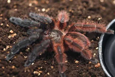 Psalmopoeus victori
