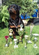 Rottweiler štěňata s PP