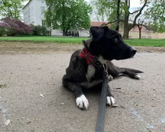 Kříženec Labradora