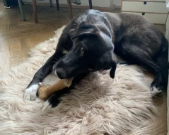 Kříženec Labradora