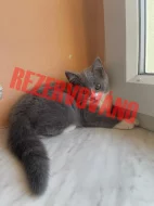 Britští kocourci