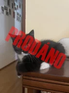 Britští kocourci