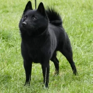 Šiperka s průkazem původu