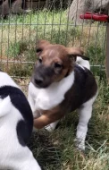 Foxteriér hladkosrstý štěňátka