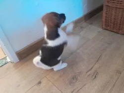 Foxteriér hladkosrstý štěňátka