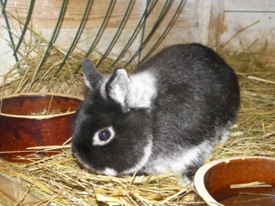 zakrslý černý bílopesíkatý