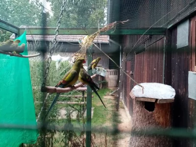 Papoušek horský a rozely zlutolice