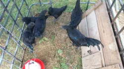 Ayam Cemani
