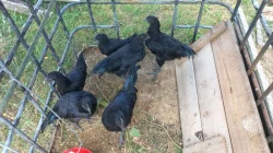 Ayam Cemani