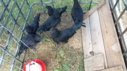 Ayam Cemani