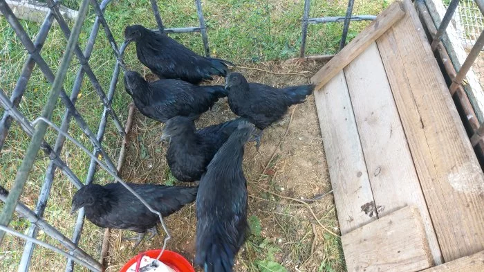 Ayam Cemani
