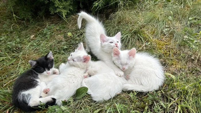 3 kluci hledají pohodový domov