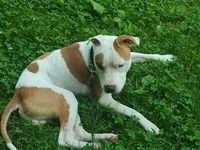 Americký pitbull teriér