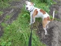 Americký pitbull teriér