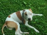 Americký pitbull teriér