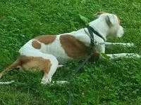 Americký pitbull teriér