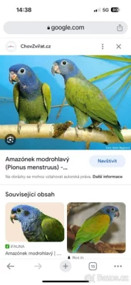 Amazonek modrohlavý