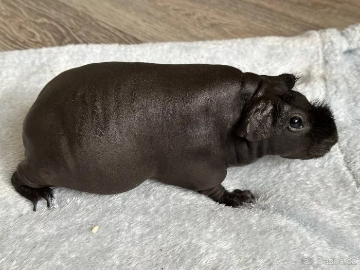 Skinny - chovná skupina