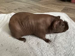 Skinny - chovná skupina
