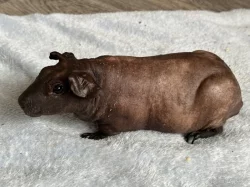 Skinny - chovná skupina