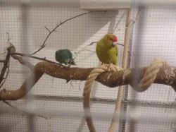 Kakariki
