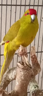 Kakariki