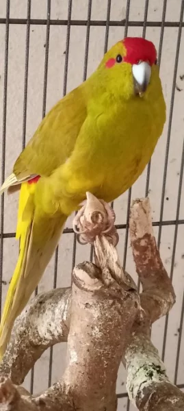 Kakariki