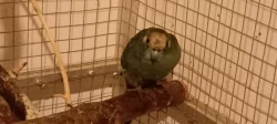 Kakariki