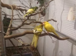 Kakariki